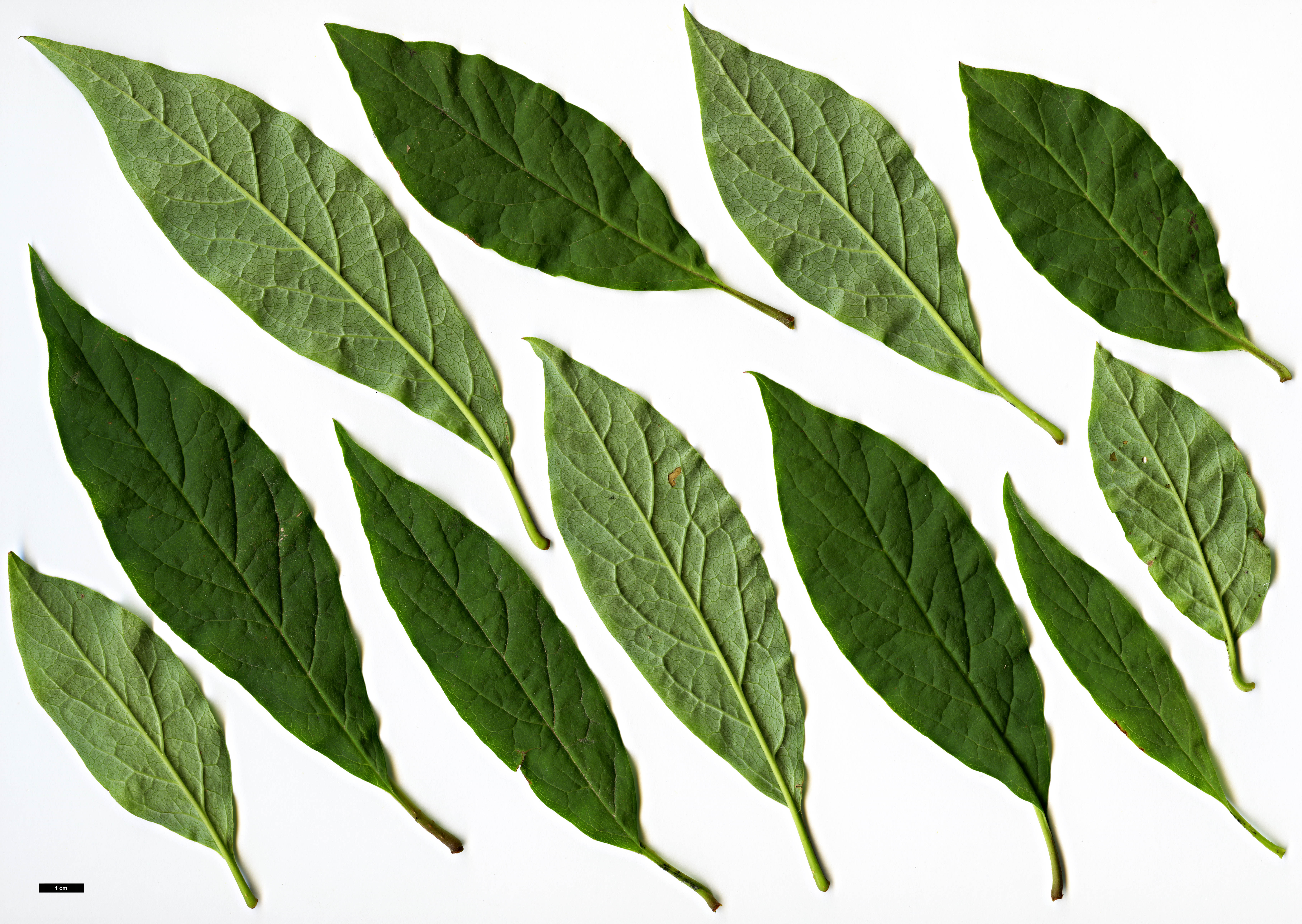 High resolution image: Family: Oleaceae - Genus: Syringa - Taxon: ×prestoniae - SpeciesSub: 'Audrey' (S.reflexa × S.villosa)